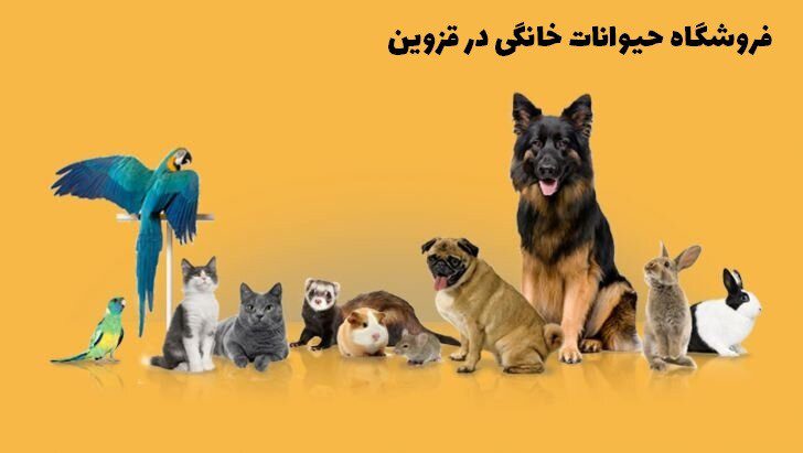 فروشگاه حیوانات خانگی در قزوین