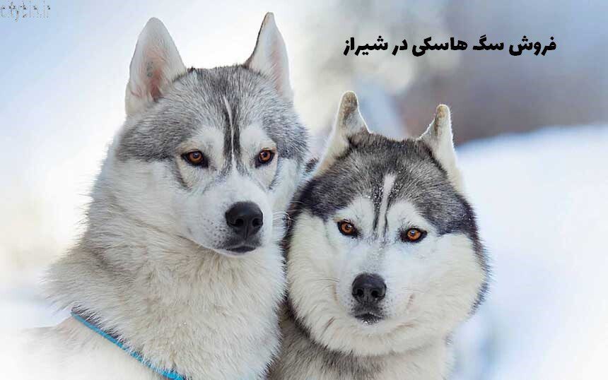 فروش سگ هاسکی در شیراز