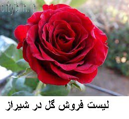 لیست فروش گل در شیراز