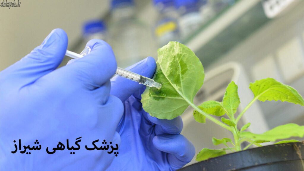 پزشک گیاهی شیراز