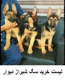 لیست خرید سگ شیراز دیوار