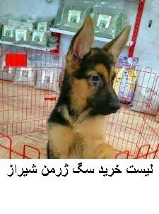 لیست خرید سگ ژرمن شیراز