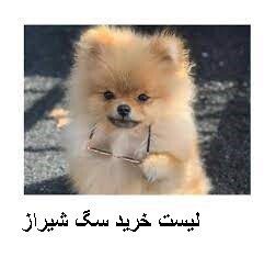 لیست خرید سگ شیراز