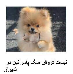 لیست فروش سگ پامرانین در شیراز