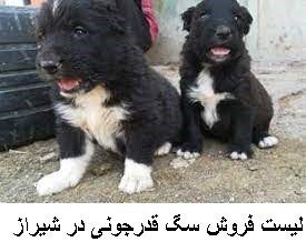 لیست فروش سگ قدرجونی در شیراز