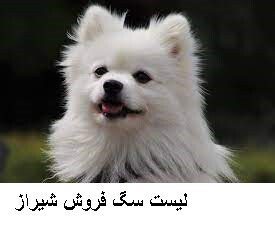 لیست سگ فروش شیراز