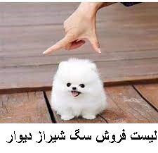 لیست فروش سگ شیراز دیوار