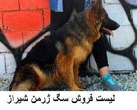 لیست فروش سگ ژرمن شیراز