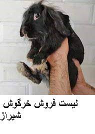لیست فروش خرگوش شیراز
