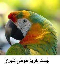 لیست خرید طوطی شیراز