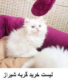 لیست خرید گربه شیراز