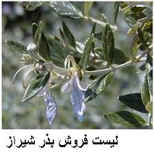 لیست فروش بذر شیراز