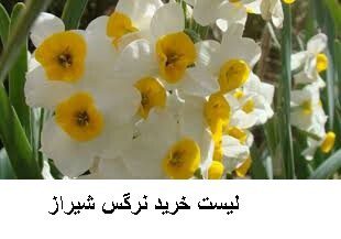 لیست خرید نرگس شیراز