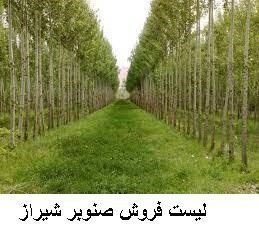 لیست فروش صنوبر شیراز